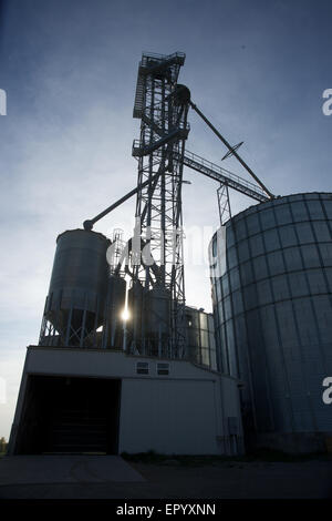 Lecture, Kansas, États-Unis, 3 mai 2014 l'élévateur à grain. Dans le commerce des céréales, un élévateur à grain est une tour contenant un élévateur à godet ou un convoyeur pneumatique, qui ramasse des céréales d'un niveau inférieur et le dépose dans un silo ou d'autres installations de stockage. Dans la plupart des cas, le terme 'grain elevator" couvre également l'ensemble du complexe de l'élévateur (un exemple de) pars pro toto, y compris la réception et l'essai des bureaux, ponts-bascule, d'installations de stockage, etc. Il peut également signifier que les organisations d'exploiter ou contrôler plusieurs silos individuels, dans des endroits différents. Credit : Mark Reinstein Banque D'Images