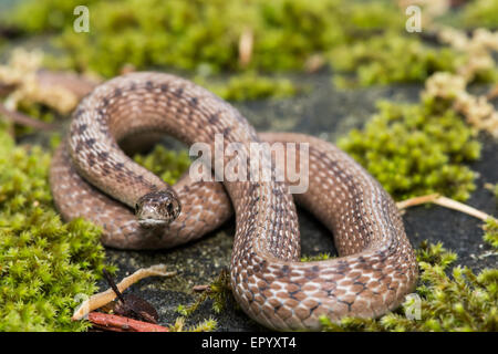 Serpent brun au soleil sur un rocher moussu. Banque D'Images