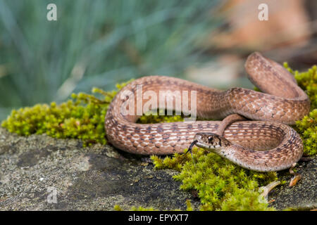 Serpent brun au soleil sur un rocher moussu. Banque D'Images