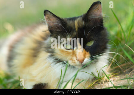 Close-up portrait of three cat couleur pose dans l'herbe et à la recherche au sérieux. Banque D'Images