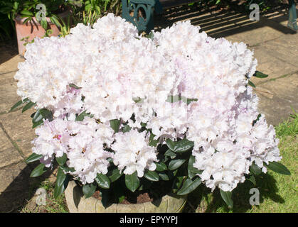 Semi-nain Rhododendron yakushimanum 'Doncaster Hoppy ×' Banque D'Images