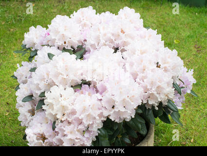 Semi-nain Rhododendron yakushimanum 'Doncaster Hoppy ×' Banque D'Images