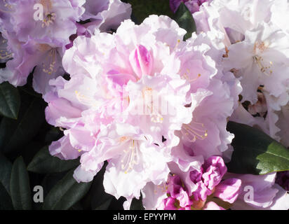 Fleurs de Rhododendron semi-nains Hoppy yakushimanum × 'Doncaster' Banque D'Images