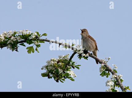 Luscinia megarhynchos Nightingale, situé sur Blackthorn-Prunus spinosa, en chanson. Au printemps. UK Banque D'Images