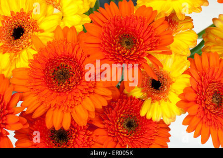 Un bouquet de gerberas orange et jaune Banque D'Images