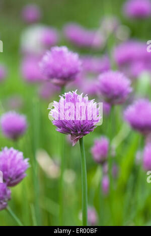 'Allium schoenoprasum'. La floraison de la ciboulette. Banque D'Images