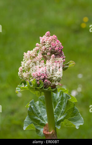 Rheum. Fleurs de rhubarbe. Banque D'Images