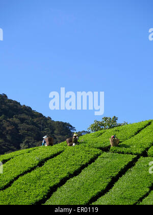 Les cueilleurs de thé dans une plantation de thé, Cameron Highlands, Pahang, Malaisie, Asie Banque D'Images