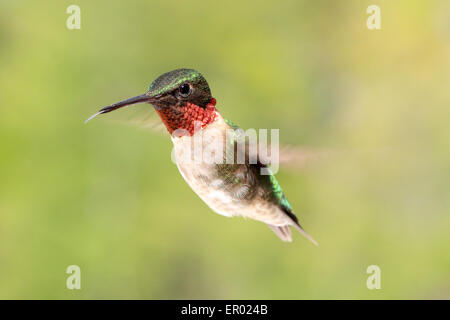 Ruby-throated Hummingbird Archilochus colubris, homme, déploiement de la gorge rouge. Banque D'Images