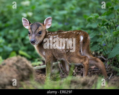 Muntiacus reevesi faon Muntjac debout parmi la végétation Banque D'Images