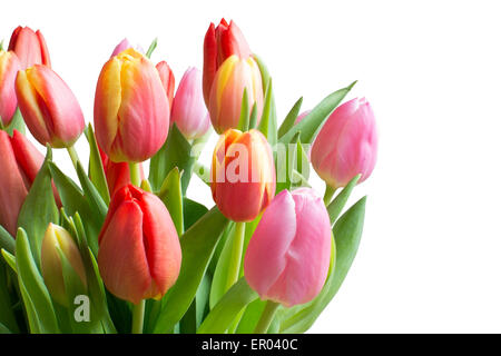 Tulipes colorées isolé sur blanc. Bouquet de tulipes en rouge, jaune, rose avec des tiges et feuilles en vert, 5isolé sur blanc, ho Banque D'Images