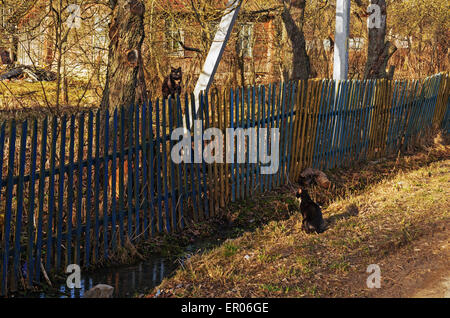 Chats sur la rue rurale. Banque D'Images