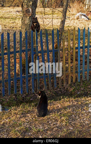 Chats sur la rue rurale. Banque D'Images