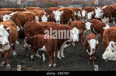 Des vaches Hereford le pâturage du bétail dans un pâturage en Patagonie