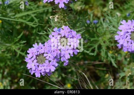 Verveine de prairie Banque D'Images