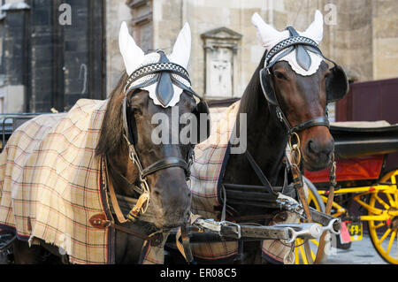Couvre l'oreille ornent les chevaux utilisés pour le transport des touristes dans un fiacre autour de la vieille ville de Vienne, Autriche. Banque D'Images