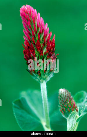 Trifolium incarnatum, trèfle incarnat, aliments pour bétail, plante de l'engrais vert Banque D'Images