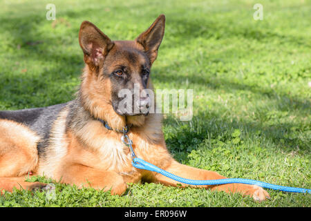 Beau chien dans un jardin à Rome Banque D'Images