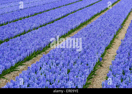 Jacinthe violette dans un champ près de Lisse et le Keukenhof aux Pays-Bas. Banque D'Images