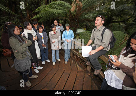 Guide à Maits Rest Rainforest à pied. L'Otway's, Victoria, Australie. Banque D'Images