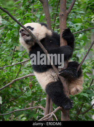 Panda géant (Ailuropoda melanoleuca) à Chengdu Panda et Centre de recherche de reproduction Banque D'Images