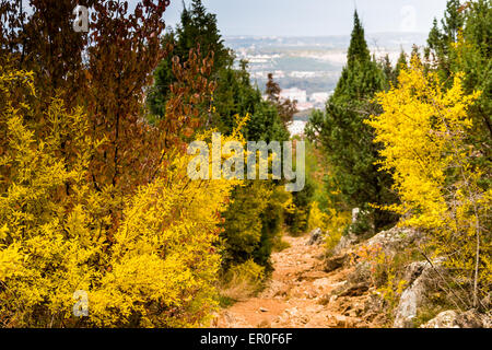 Sentier en automne Vue de la Croix (Krizevac) Mountain à Medjugorje en Bosnie Erzegovina ed : arbres brunâtre, mauvaises herbes vertes, orange et jaune des feuilles et rochers gris Banque D'Images