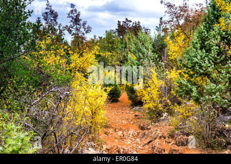 Sentier en automne Vue de la Croix (Krizevac) Mountain à Medjugorje en Bosnie Erzegovina ed : arbres brunâtre, mauvaises herbes vertes, orange et jaune des feuilles et rochers gris Banque D'Images