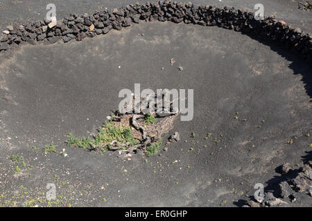 Grap[e vigne vignoble typique de dépression abritée Geria Banque D'Images