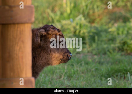 Peeking veau Highland Banque D'Images