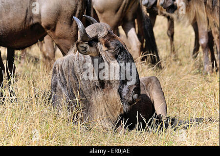 Des gnous dans le Masai Mara Banque D'Images