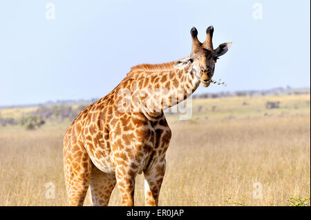 Surpris Massai-Giraffe avec une brindille dans sa bouche Banque D'Images