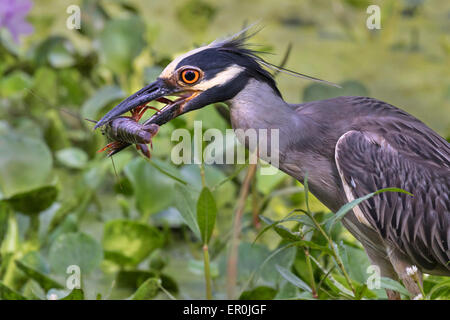 Héron de nuit à couronne jaune (Nyctanassa violacea) manger des écrevisses de marais rouges (Procambarus clarkii), parc régional de Brazos Bend, Texas, États-Unis. Banque D'Images