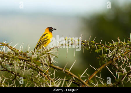 Weaver bird in thorns Banque D'Images