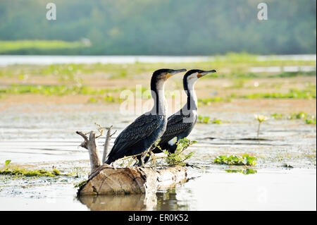 De plus, hommes et femmes de l'eau sur le Cormorant Banque D'Images