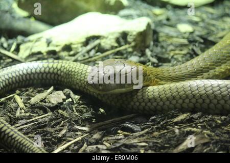 Le cobra royal (Ophiophagus hannah) est un trouvés principalement dans des élapidés de forêts de l'Inde par l'Asie du sud-est. Banque D'Images