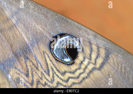 Aile papillon close up avec marquage des yeux Banque D'Images