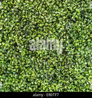 Plante artificielle du jardin vertical dans un coffee shop. Banque D'Images