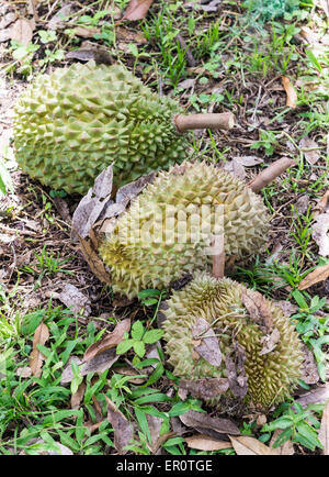 Durian mûr sur le terrain de la ferme biologique. Banque D'Images