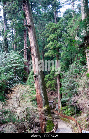 Chemin étroit avec rail en bois menant à travers les grands arbres de cèdre dans la forêt de montagne au temple de Murou-ji, uda, Nara Japon. L'hiver. Banque D'Images