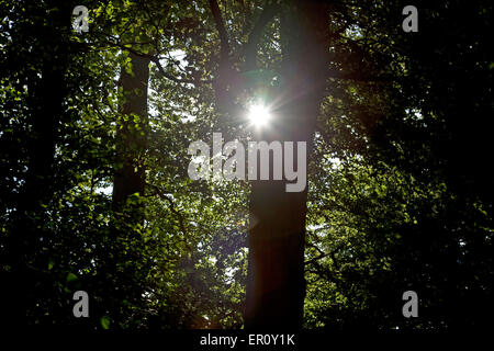 Rayons de soleil à travers les arbres, faire une, sur l'objectif de l'appareil photo Banque D'Images