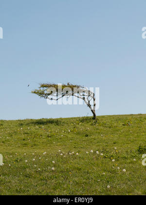 Arbre d'aubépine courbée par le vent dominant sur la plage East Sussex UK Banque D'Images