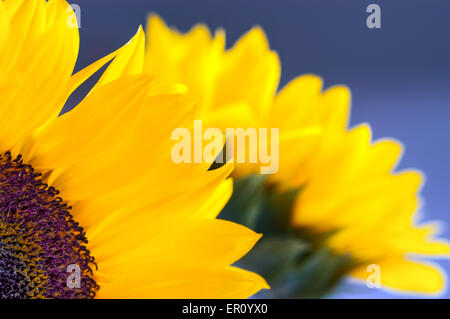 Close-up de Deux tournesols en fleurs. Banque D'Images