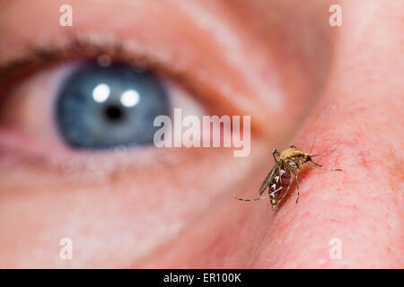 Ochlerotatus caspius moustique femelle de mordre sur la peau humaine près d'un œil Banque D'Images