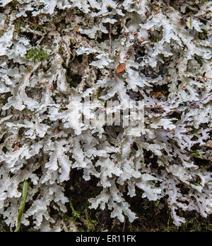 Lichen foliacé avec feuilles gris clair sur l'écorce des arbres dans les hautes terres de forêt pluviale tempérée de l'Île du Nord Nouvelle-zélande Banque D'Images