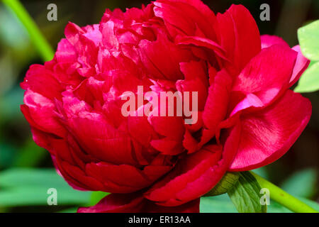 Vue rapprochée de la fleur rouge double du Chalet jardin pivoine, Paeonia officinalis 'Rubra' Plena Banque D'Images