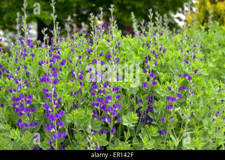 Baptisia Austrailis (false indigo) en pleine floraison au printemps. Banque D'Images