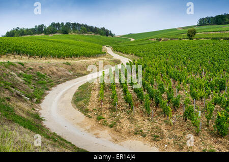 Vignobles de chablis premier cru, France Banque D'Images