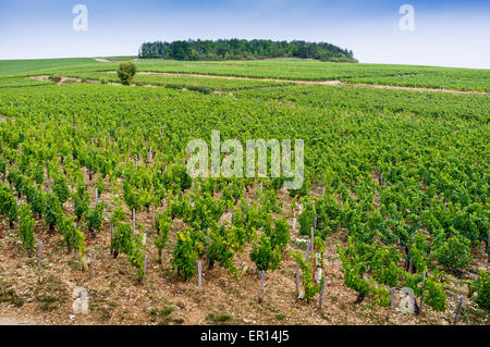 Vignobles de chablis premier cru, France Banque D'Images