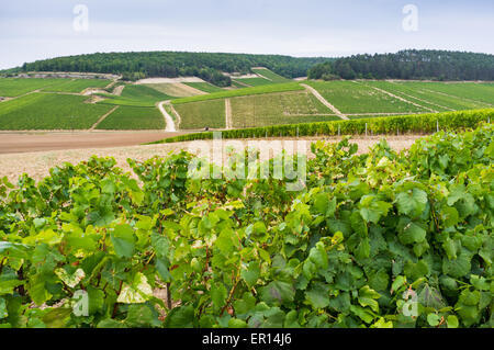 Vignobles de chablis premier cru, France Banque D'Images