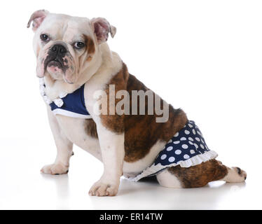 Il porte un costume de bain sur fond blanc - bulldog Banque D'Images